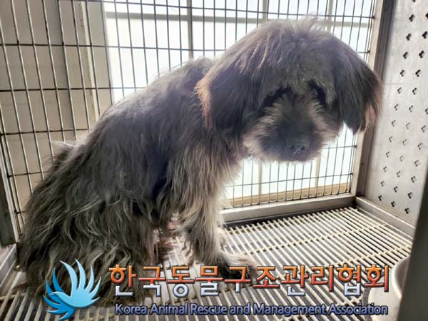 한국동물구조관리협회_441409202400321